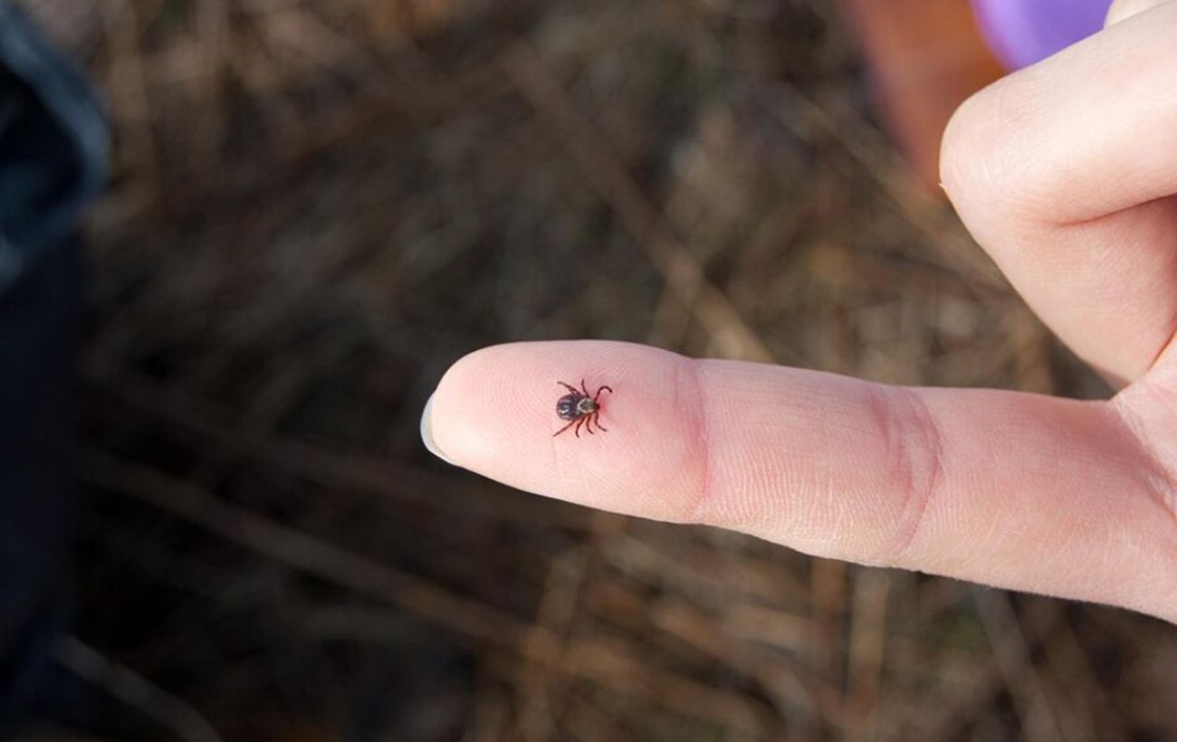 В Україні активізувалися кліщі: де найбільше ризику підхопити небезпечного паразита